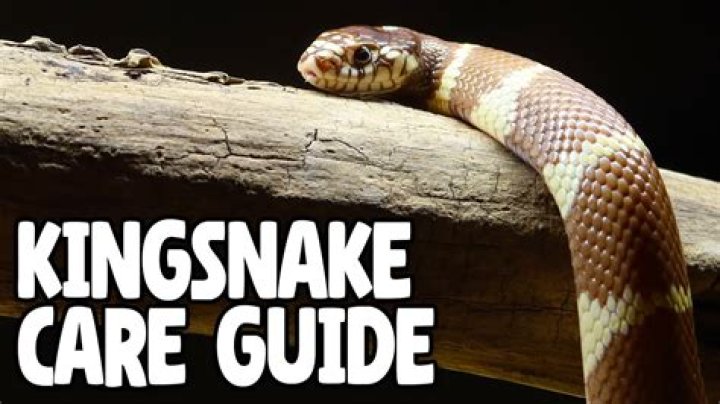 King Snake Care: A Friendly Guide for Happy Reptile Keepers